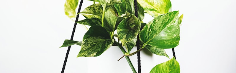 阿根廷国家队球员庆祝进球瞬间